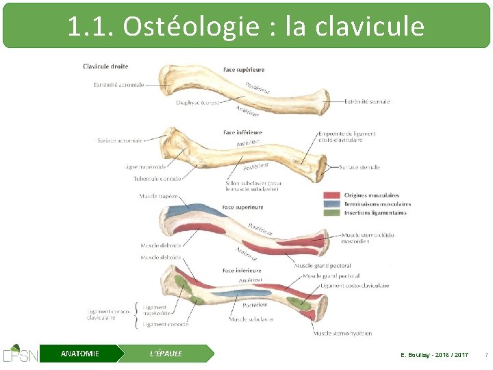 1. 1. Ostéologie : la clavicule ANATOMIE L’ÉPAULE E. Boullay - 2016 / 2017