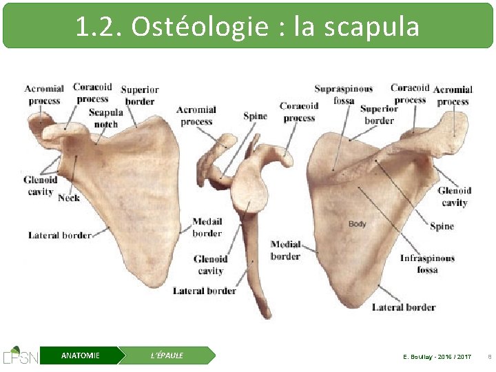 1. 2. Ostéologie : la scapula ANATOMIE L’ÉPAULE E. Boullay - 2016 / 2017