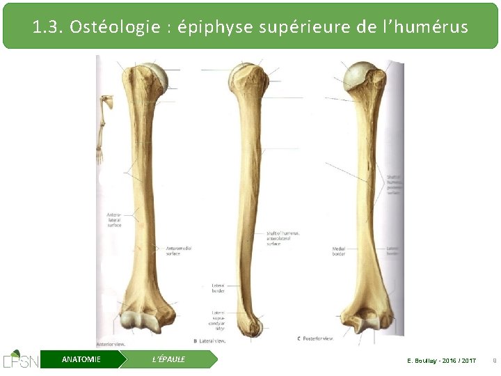 1. 3. Ostéologie : épiphyse supérieure de l’humérus ANATOMIE L’ÉPAULE E. Boullay - 2016