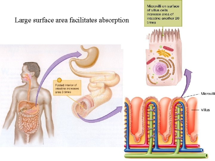 Large surface area facilitates absorption 