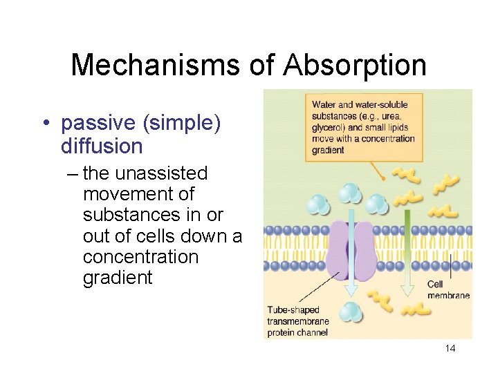 Mechanisms of Absorption • passive (simple) diffusion – the unassisted movement of substances in