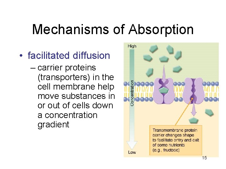 Mechanisms of Absorption • facilitated diffusion – carrier proteins (transporters) in the cell membrane