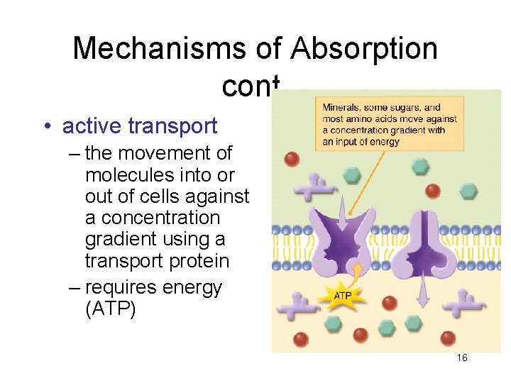 Mechanisms of Absorption cont. • active transport – the movement of molecules into or