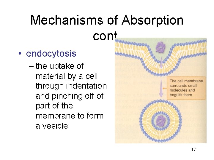 Mechanisms of Absorption cont. • endocytosis – the uptake of material by a cell