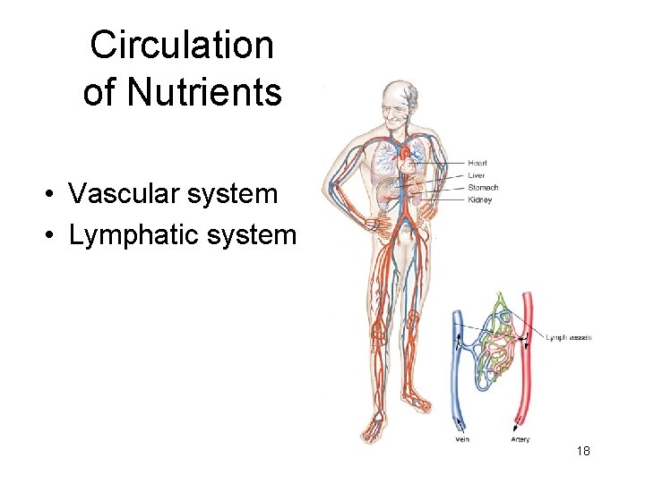 Circulation of Nutrients • Vascular system • Lymphatic system 18 