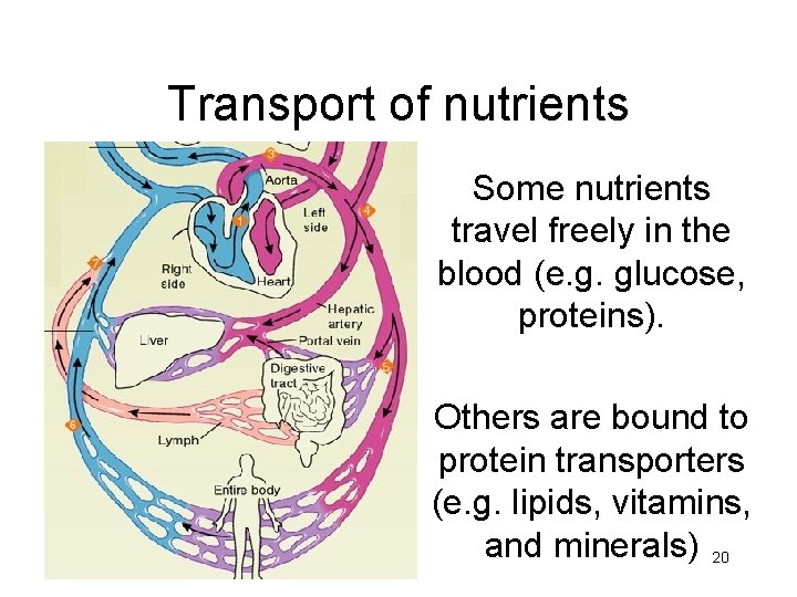 Transport of nutrients Some nutrients travel freely in the blood (e. g. glucose, proteins).