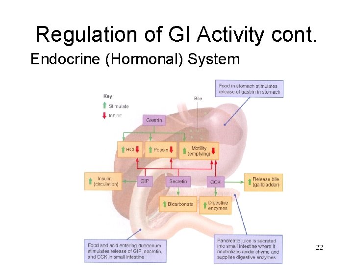 Regulation of GI Activity cont. Endocrine (Hormonal) System 22 