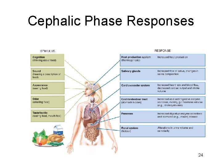 Cephalic Phase Responses 24 