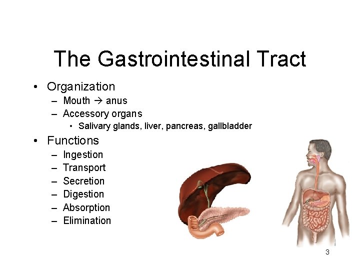 The Gastrointestinal Tract • Organization – Mouth anus – Accessory organs • Salivary glands,