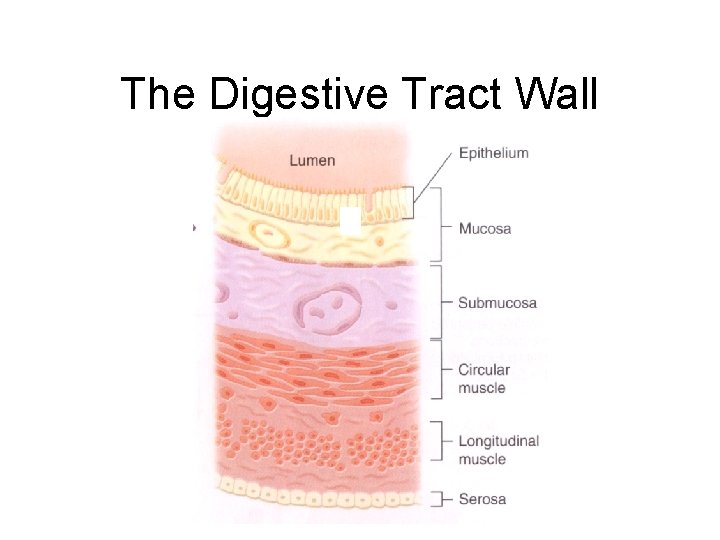 The Digestive Tract Wall 