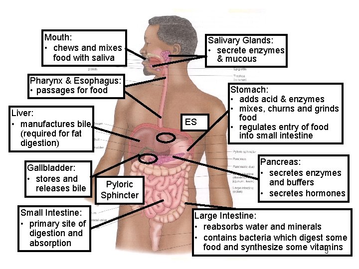 Mouth: • chews and mixes food with saliva Salivary Glands: • secrete enzymes &