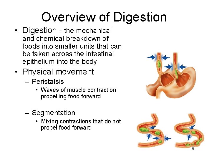 Overview of Digestion • Digestion - the mechanical and chemical breakdown of foods into