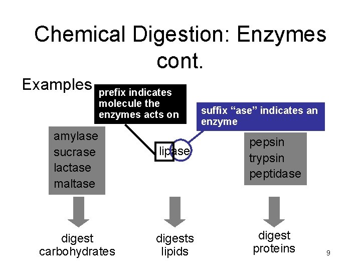 Chemical Digestion: Enzymes cont. Examples prefix indicates molecule the enzymes acts on amylase sucrase