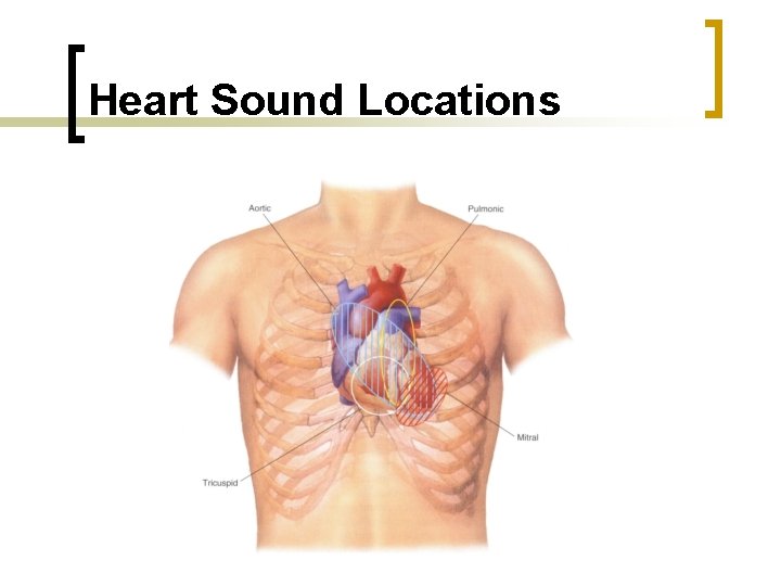 Heart Sound Locations Heart Sound Locations