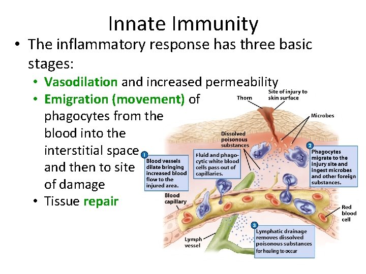 Innate Immunity • The inflammatory response has three basic stages: • Vasodilation and increased