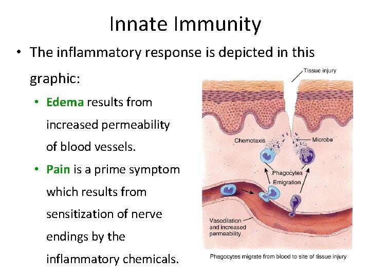 Innate Immunity • The inflammatory response is depicted in this graphic: • Edema results