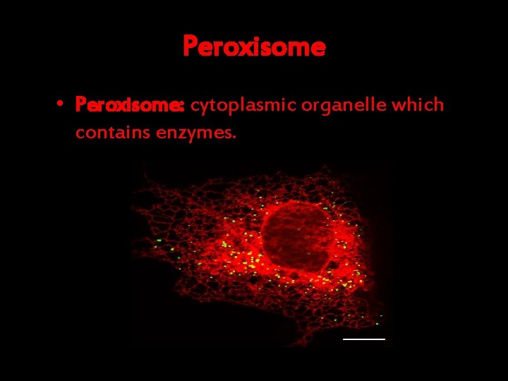 Peroxisome • Peroxisome: cytoplasmic organelle which contains enzymes. 