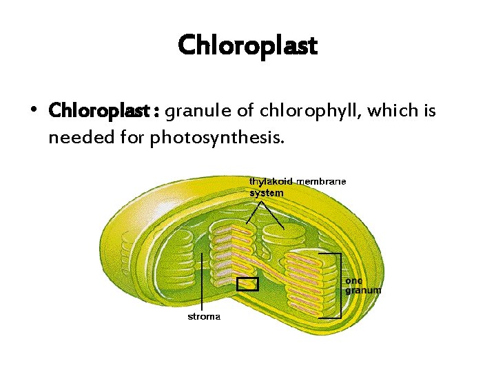 Chloroplast • Chloroplast : granule of chlorophyll, which is needed for photosynthesis. 