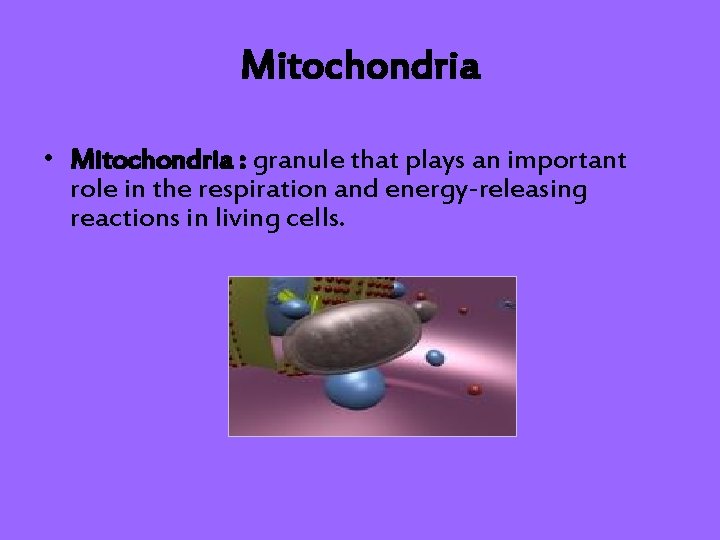 Mitochondria • Mitochondria : granule that plays an important role in the respiration and