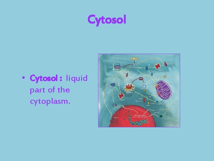 Cytosol • Cytosol : liquid part of the cytoplasm. 