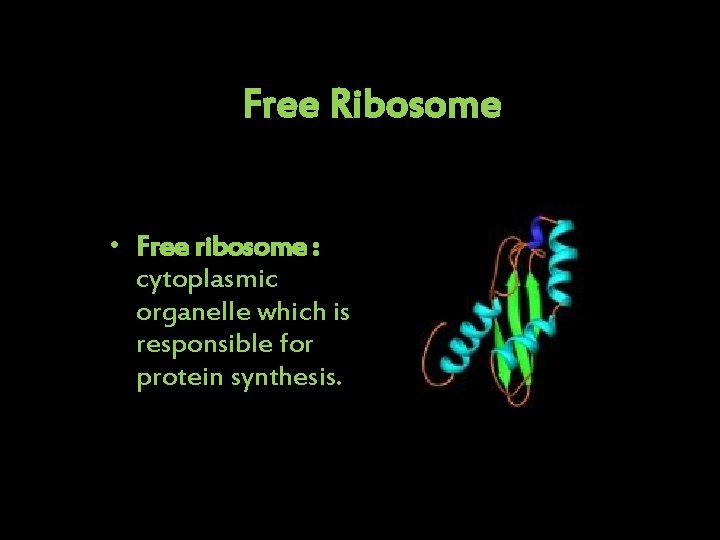 Free Ribosome • Free ribosome : cytoplasmic organelle which is responsible for protein synthesis.