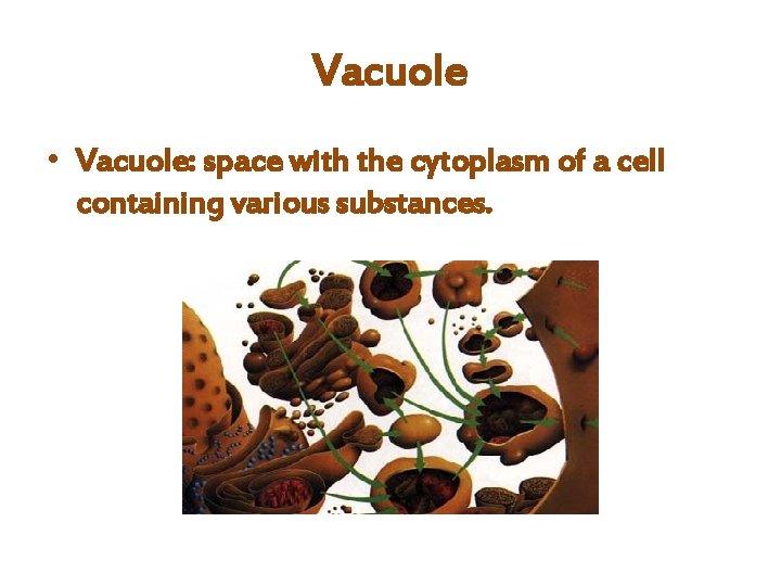 Vacuole • Vacuole: space with the cytoplasm of a cell containing various substances. 