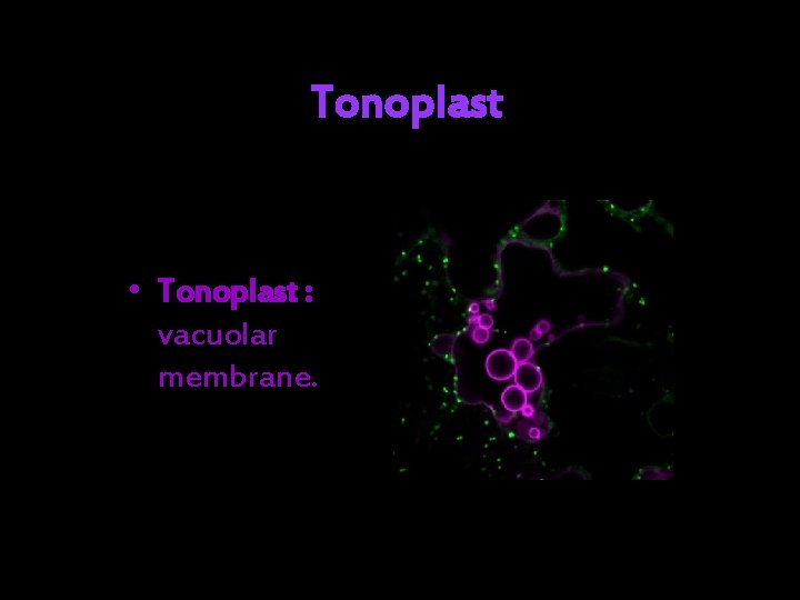 Tonoplast • Tonoplast : vacuolar membrane. 