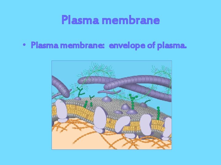 Plasma membrane • Plasma membrane: envelope of plasma. 