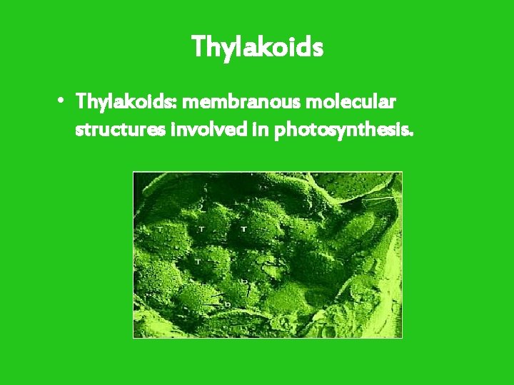 Thylakoids • Thylakoids: membranous molecular structures involved in photosynthesis. 