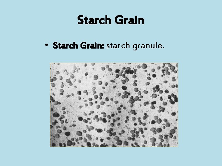 Starch Grain • Starch Grain: starch granule. 