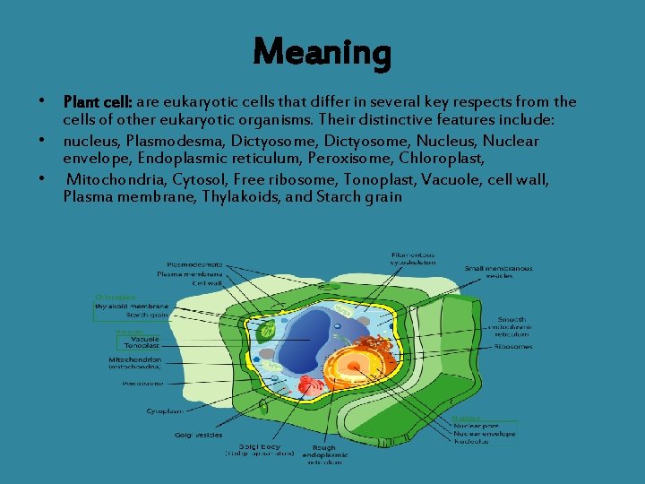 Meaning • Plant cell: are eukaryotic cells that differ in several key respects from
