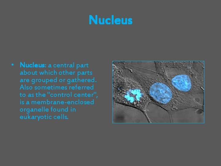 Nucleus • Nucleus: a central part about which other parts are grouped or gathered.