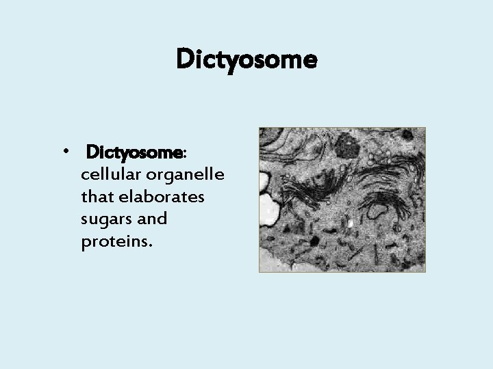 Dictyosome • Dictyosome: cellular organelle that elaborates sugars and proteins. 