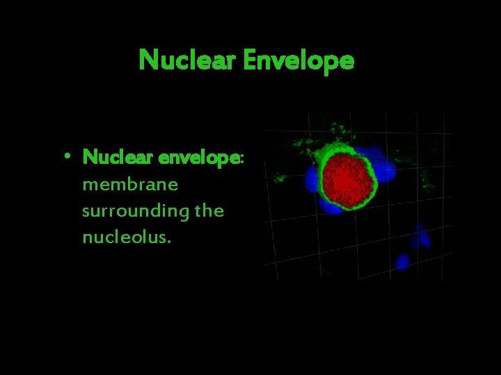 Nuclear Envelope • Nuclear envelope: membrane surrounding the nucleolus. 