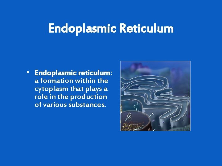 Endoplasmic Reticulum • Endoplasmic reticulum: a formation within the cytoplasm that plays a role