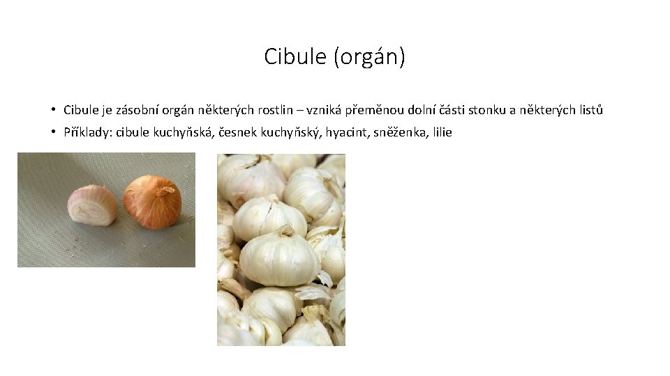 Cibule (orgán) • Cibule je zásobní orgán některých rostlin – vzniká přeměnou dolní části