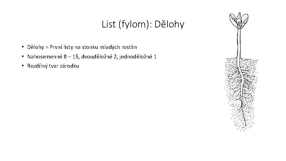 List (fylom): Dělohy • Dělohy = První listy na stonku mladých rostlin • Nahosemenné