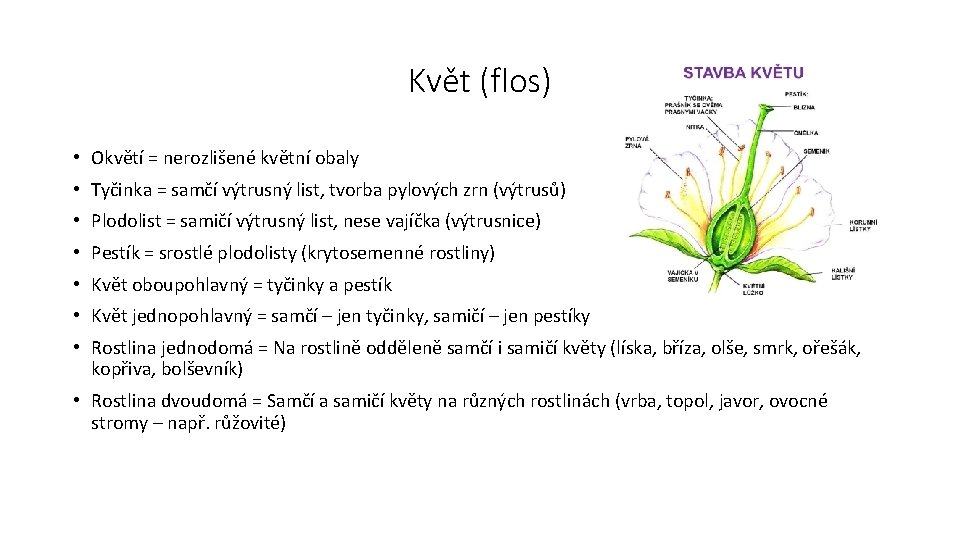 Květ (flos) • Okvětí = nerozlišené květní obaly • Tyčinka = samčí výtrusný list,