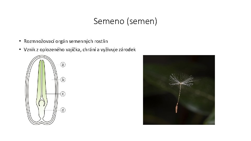 Semeno (semen) • Rozmnožovací orgán semenných rostlin • Vznik z oplozeného vajíčka, chrání a