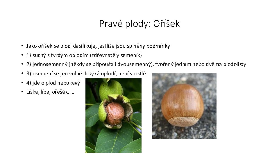 Pravé plody: Oříšek • Jako oříšek se plod klasifikuje, jestliže jsou splněny podmínky •