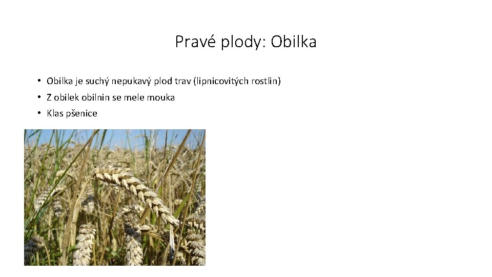 Pravé plody: Obilka • Obilka je suchý nepukavý plod trav (lipnicovitých rostlin) • Z