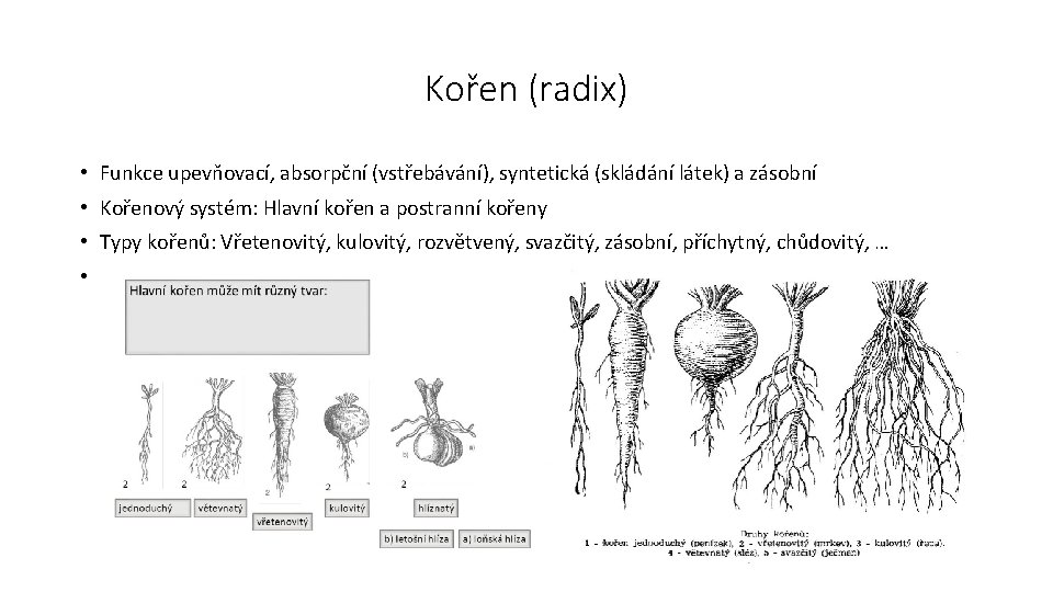 Kořen (radix) • Funkce upevňovací, absorpční (vstřebávání), syntetická (skládání látek) a zásobní • Kořenový