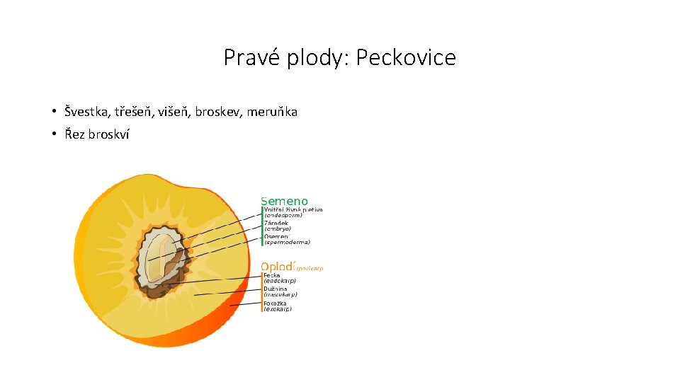 Pravé plody: Peckovice • Švestka, třešeň, višeň, broskev, meruňka • Řez broskví 