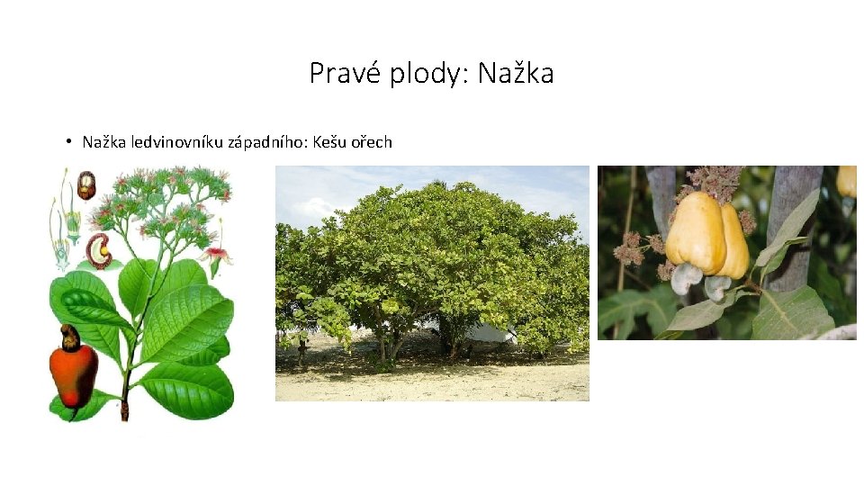 Pravé plody: Nažka • Nažka ledvinovníku západního: Kešu ořech 