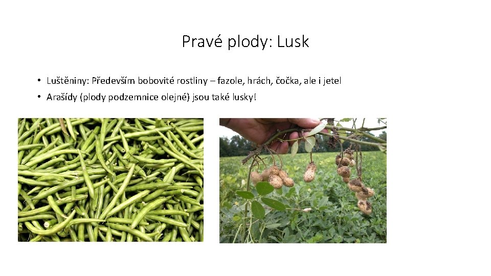 Pravé plody: Lusk • Luštěniny: Především bobovité rostliny – fazole, hrách, čočka, ale i