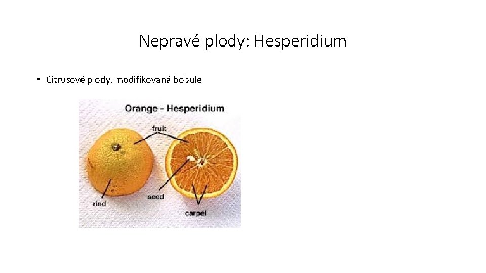 Nepravé plody: Hesperidium • Citrusové plody, modifikovaná bobule 