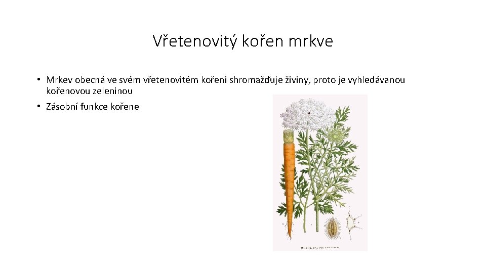 Vřetenovitý kořen mrkve • Mrkev obecná ve svém vřetenovitém kořeni shromažďuje živiny, proto je
