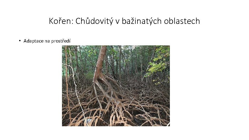 Kořen: Chůdovitý v bažinatých oblastech • Adaptace na prostředí 