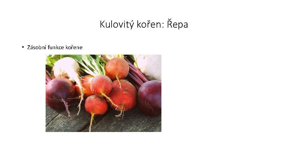 Kulovitý kořen: Řepa • Zásobní funkce kořene 