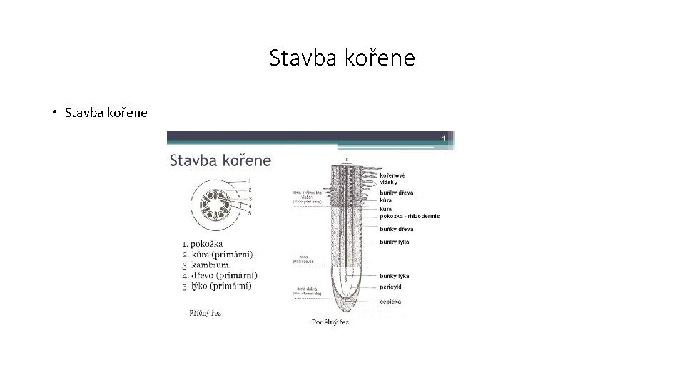 Stavba kořene • Stavba kořene 